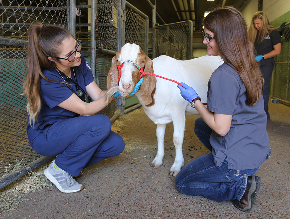 Veterinary Technology